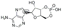 腺苷- 3' - 5' -环磷酸